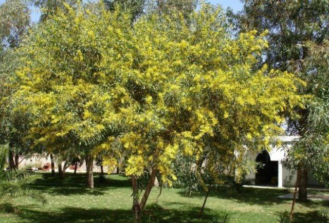 Villa Amaryllis Al Ghar Εξωτερικό φωτογραφία